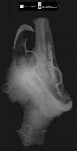 X-ray image of the pistols