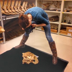 Trying to keep my feet out of a photo of a cervical vertebra from a whale