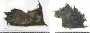 Pelt fragment (C59746/8), possibly part of a garment consisting of multiple parts, before (left) and after (right) block-treating with PEG. Images by Pia Edqvist, Museum of Cultural History, University of Oslo.