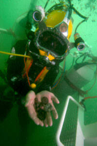 Protected Wreck Site Security: Forensic Markings diver holding a handful of coins